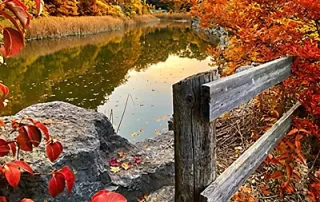 fall-scene, autumn colours and a pond with a fence